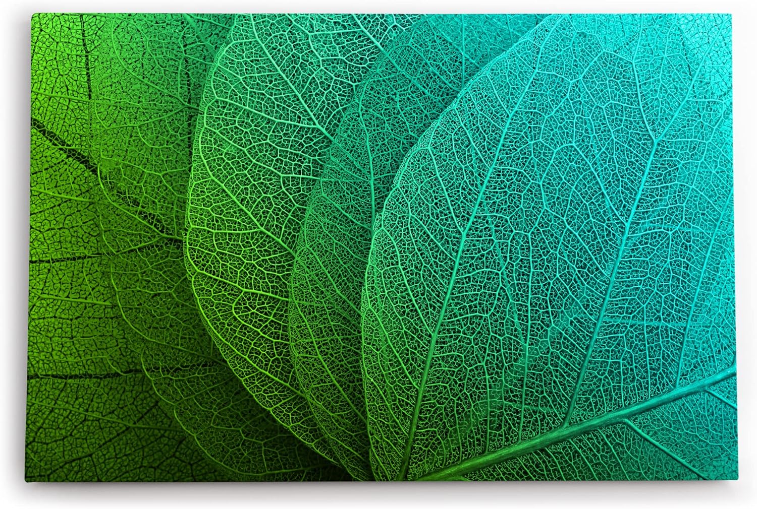 Paul Sinus Wandbild 120x80cm Pflanzenblatt grünes Blatt Nahaufnahme Dekorativ