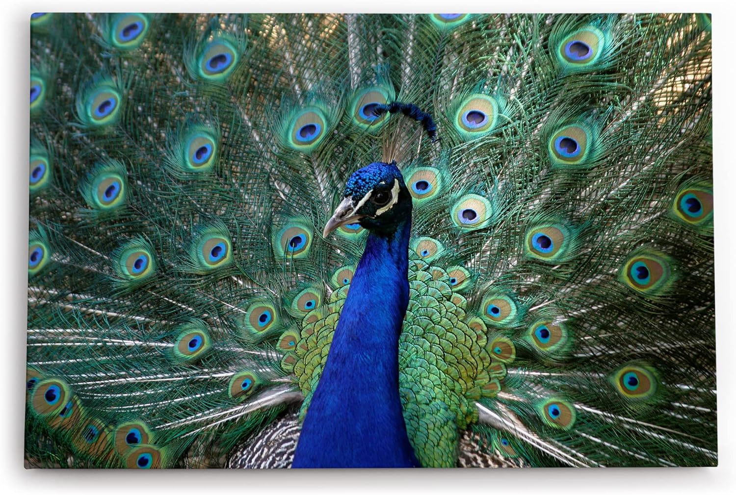 Paul Sinus Wandbild 120x80cm Pfau Pfaufeder Federkleid Tierfotografie Farbenfroh Feder