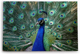 Paul Sinus Wandbild 120x80cm Pfau Pfaufeder Federkleid Tierfotografie Farbenfroh Feder