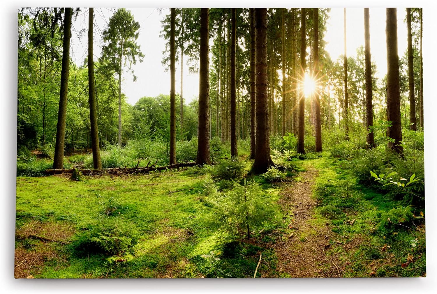 Paul Sinus Wandbild 120x80cm Fichtenwald Wald Grün Sonnenstrahlen Natur Bäume