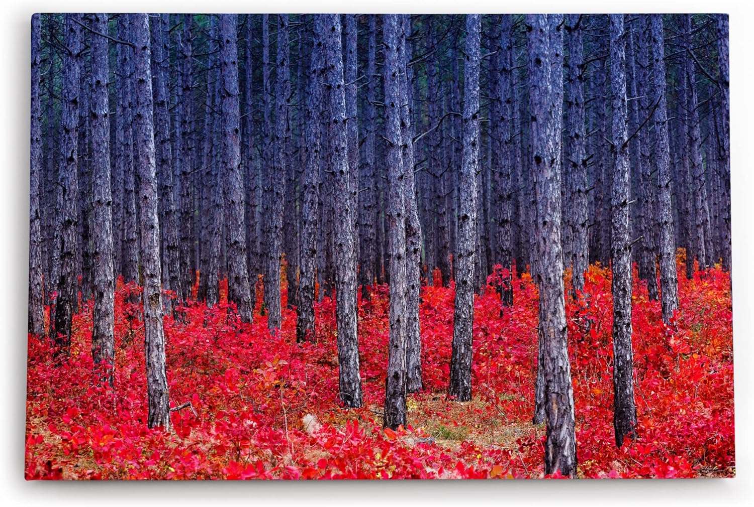 Paul Sinus Wandbild 120x80cm Fichtenwald Bäume Wald Rot Kunstvoll Fichten