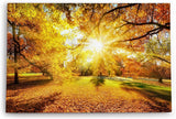 Paul Sinus Wandbild 120x80cm Herbst Herbstblätter Laub Sonnenstrahlen Baumkrone