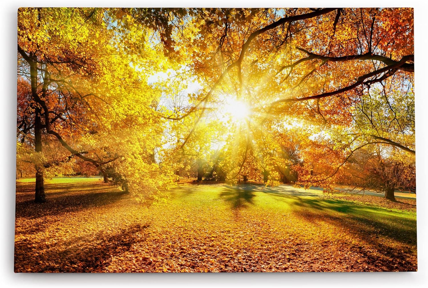 Paul Sinus Wandbild 120x80cm Herbst Herbstblätter Laub Sonnenstrahlen Baumkrone