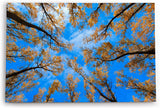 Wandbild 120x80cm Bäume Himmel Blau Herbst Baumkronen Natur