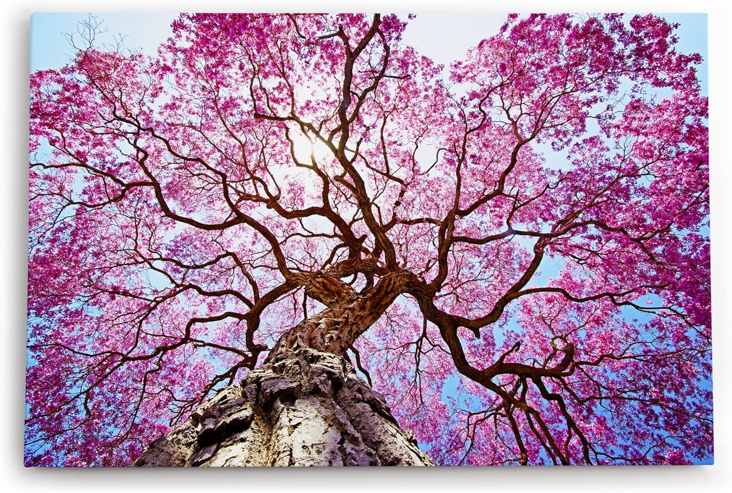 Paul Sinus Wandbild 120x80cm Baumkrone Lapacho Baum in Pocone Rosa blauer Himmel