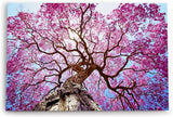 Paul Sinus Wandbild 120x80cm Baumkrone Lapacho Baum in Pocone Rosa blauer Himmel