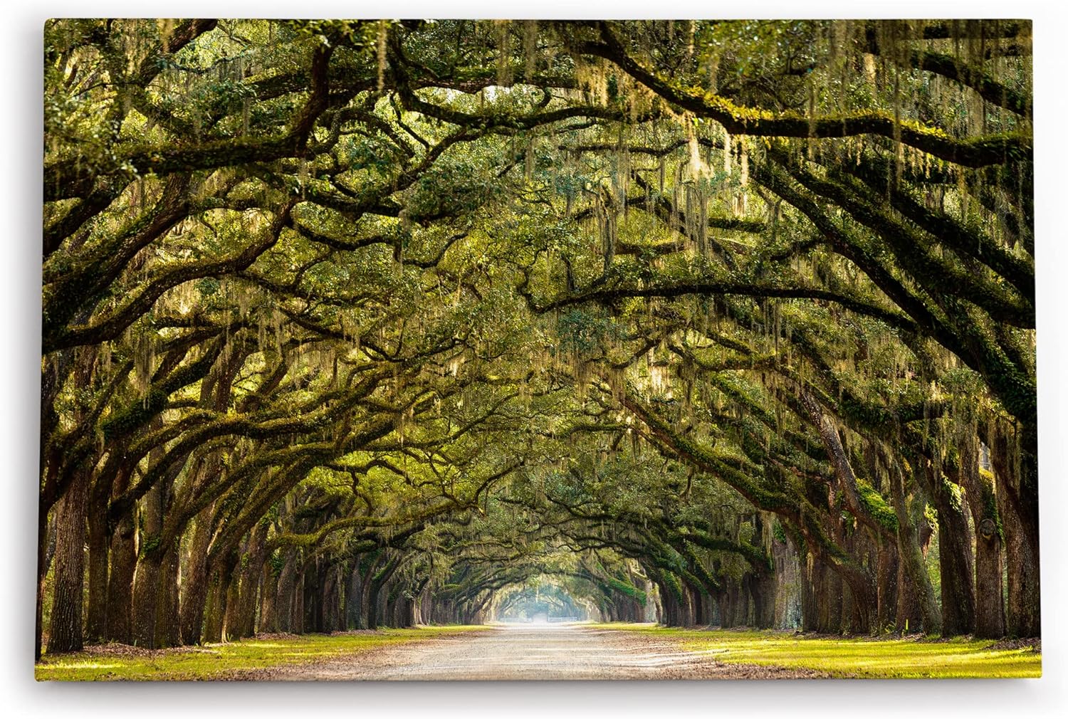 Paul Sinus Wandbild 120x80cm Baumallee Allee Bäume Straße Baumkrone Kunstvoll