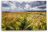 Paul Sinus Wandbild 120x80cm Weizenfeld Meer Weizen Natur Wolken Horizont