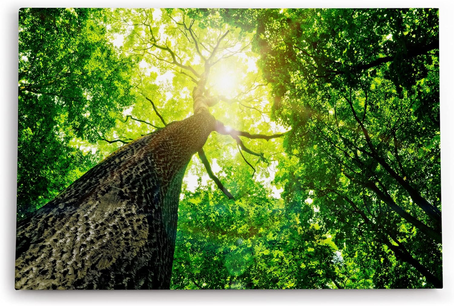Paul Sinus Wandbild 120x80cm Baum Sonnenstrahlen Baumkrone Grün Natur