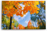 Paul Sinus Wandbild 120x80cm Herbstblätter Herbst blauer Himmel Baumkrone
