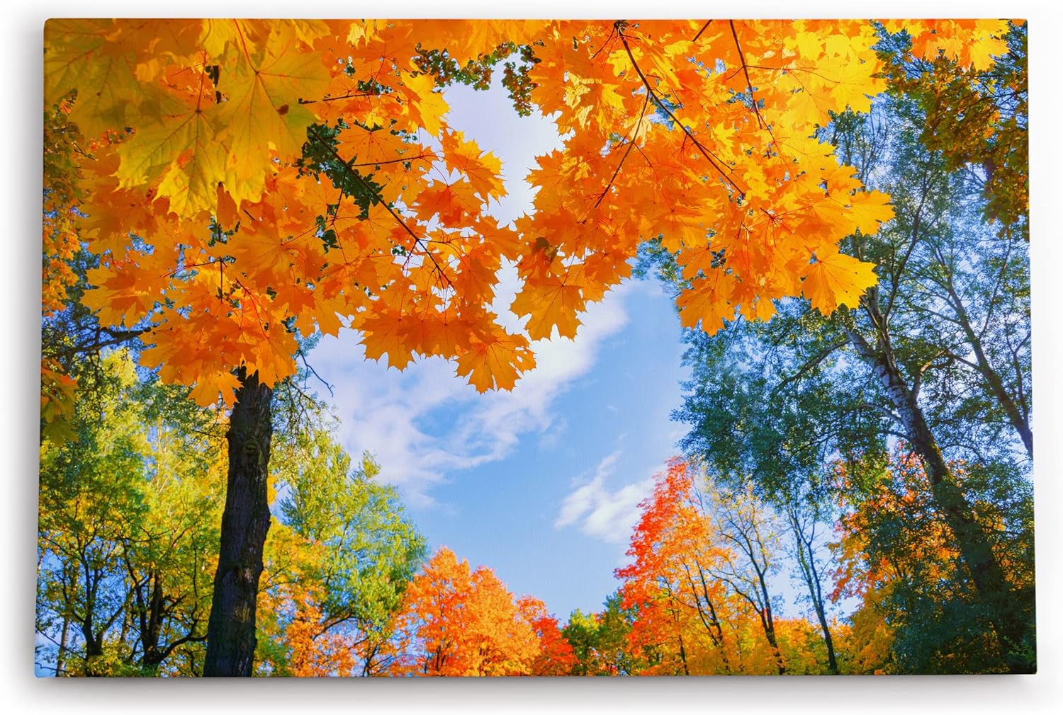 Paul Sinus Wandbild 120x80cm Herbstblätter Herbst blauer Himmel Baumkrone