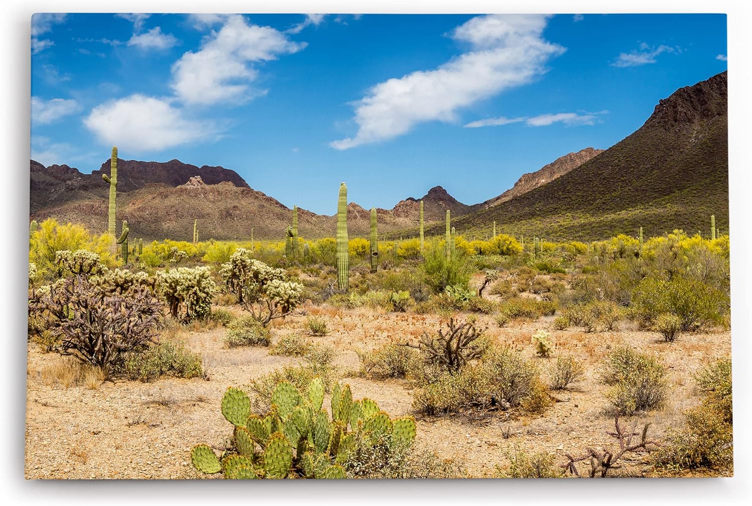 Paul Sinus Wandbild 120x80cm Kakteen Wüstenberge Mexiko Landschaft Sonnenschein