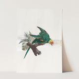 Birds_Aqua_0068_1280x1280.jpg
