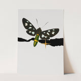 Insects_Aqua_0085_1280x1280.jpg
