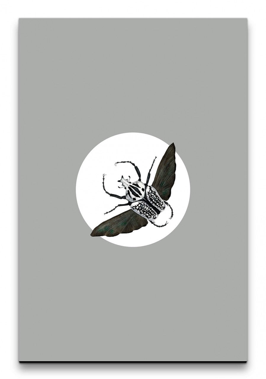 Insekten_003_1280x1280.jpg