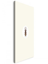 Insekten_026JGd0dFtALf17E_1280x1280.jpg
