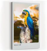 Paul Sinus Kunstdruck 40x60cm Macaw Ara auf Baumstumpf vor Dschungelhintergrund bei Sonnenuntergang