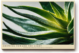 Paul Sinus Wandbild 120x80cm Agave Makrofotografie gruene Sukkulente mit Wassertropfen moderne botanische Naturkunst stilvolle Wanddekoration fuer Wohnzimmer Büro
