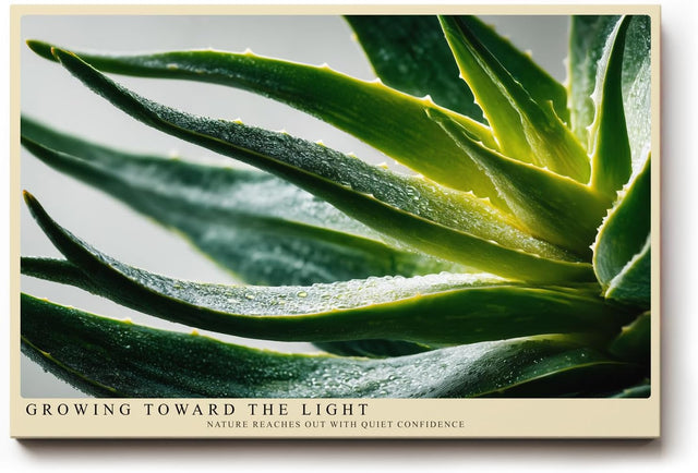 Paul Sinus Wandbild 120x80cm Agave Makrofotografie gruene Sukkulente mit Wassertropfen moderne botanische Naturkunst stilvolle Wanddekoration fuer Wohnzimmer Büro