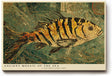 Paul Sinus Wandbild 120x80cm Antikes Fisch Mosaik – Klassische Meereskunst im mediterranen Mosaik Stil