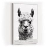 Paul Sinus Wandbild in 40x60cm Bad Hair Llama – humorvolles Lama-Porträt in Schwarz-Weiß mit witzigem Ausdruck