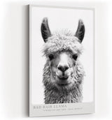 Paul Sinus Wandbild in 40x60cm Bad Hair Llama – humorvolles Lama-Porträt in Schwarz-Weiß mit witzigem Ausdruck