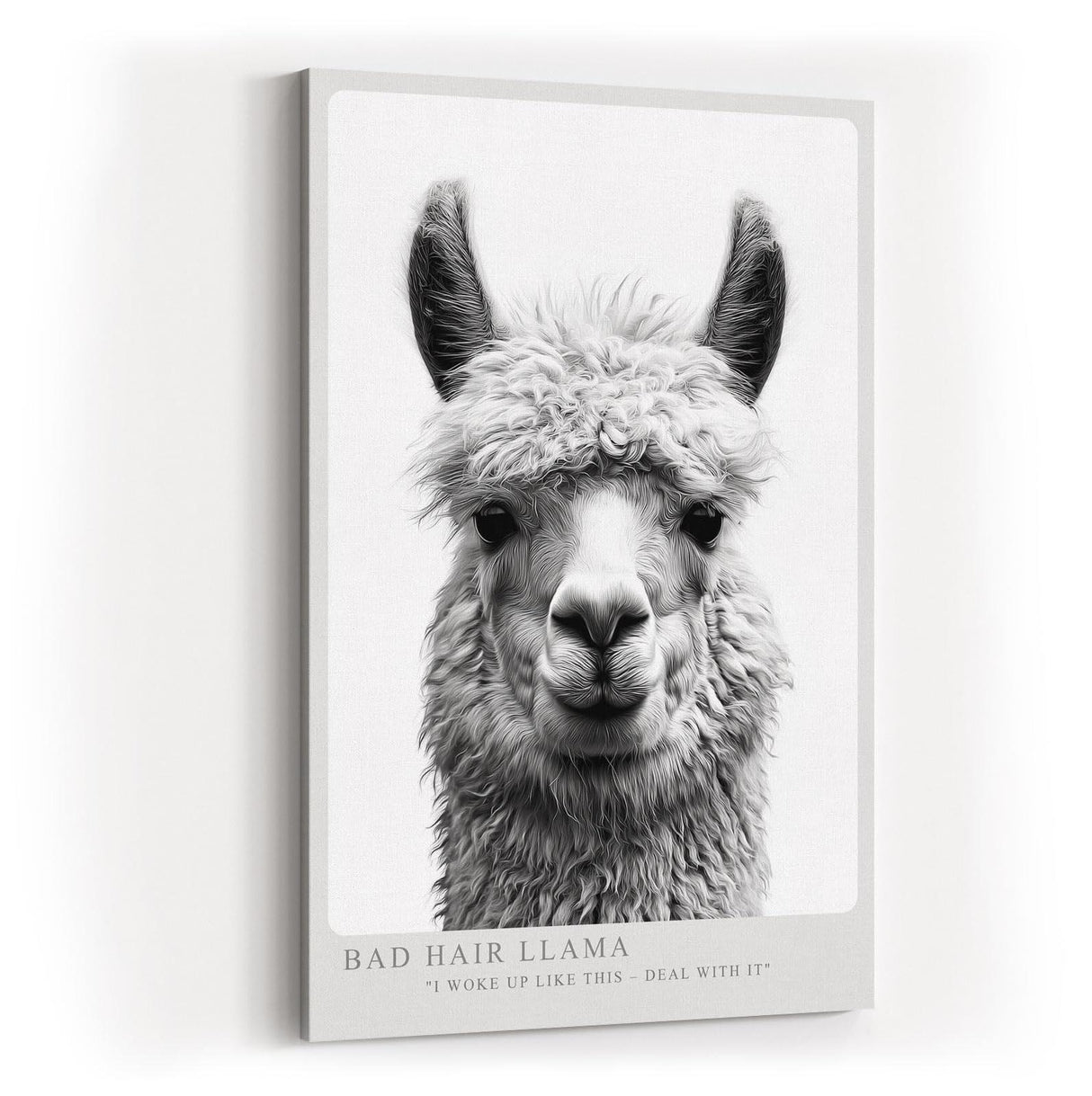 Paul Sinus Wandbild in 40x60cm Bad Hair Llama – humorvolles Lama-Porträt in Schwarz-Weiß mit witzigem Ausdruck