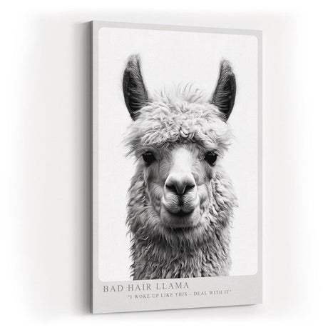 Paul Sinus Wandbild in 40x60cm Bad Hair Llama – humorvolles Lama-Porträt in Schwarz-Weiß mit witzigem Ausdruck