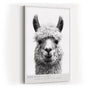 Paul Sinus Wandbild in 40x60cm Bad Hair Llama – humorvolles Lama-Porträt in Schwarz-Weiß mit witzigem Ausdruck