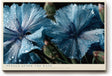 Paul Sinus Wandbild 120x80cm Blaue Blüten Makrofotografie Natur Kunst mit Wassertropfen für Wohnzimmer Schlafzimmer Spa