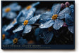 Paul Sinus Wandbild 120x80cm Blaue Blüten mit Regentropfen Makrofotografie Natur Kunst für Wohnzimmer Schlafzimmer Bad
