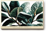 Paul Sinus Wandbild 120x80cm Botanische Blaetter modern Pflanzen Kunst Wanddekoration gruene Natur Wohnzimmer Schlafzimmer
