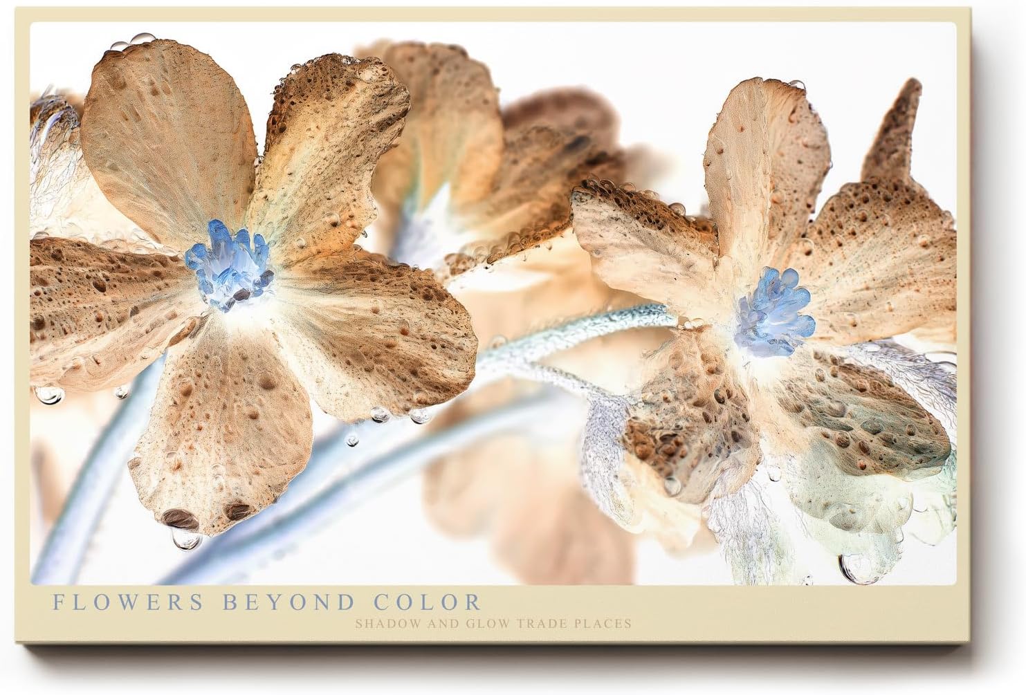 Paul Sinus Wandbild 120x80cm Flowers Beyond Color abstrakte Blumen Makro Kunst in surrealen Farben moderne Natur Fotokunst Poster für Wohnzimmer Schlafzimmer
