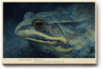 Paul Sinus Wandbild 120x80cm Frosch Portrait mystische Tierkunst blau gold moderne Illustration Wanddekoration fuer Wohnzimmer Büro