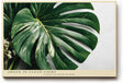 Paul Sinus Wandbild 120x80cm Green in Clean Light tropisches Monstera Blatt minimalistische Pflanzen Fotokunst modernes Natur Poster für Wohnzimmer Büro