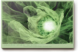 Paul Sinus Wandbild 120x80cm Gruene Bluete Makro botanische Kunst Natur Spiralstruktur Wanddekoration Wohnzimmer Schlafzimmer