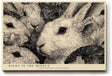 Paul Sinus Wandbild 120x80cm Kaninchen Illustration schwarz weiss Tierkunst Leinwand Wanddekoration niedliches Tiermotiv fuer Kinderzimmer Wohnzimmer