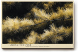 Paul Sinus Wandbild 120x80cm Kiefernzweige Naturfotografie goldene Nadeln botanische Naturkunst moderne Wanddekoration fuer Wohnzimmer Büro