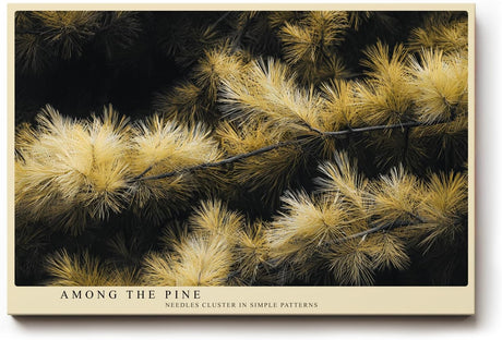 Paul Sinus Wandbild 120x80cm Kiefernzweige Naturfotografie goldene Nadeln botanische Naturkunst moderne Wanddekoration fuer Wohnzimmer Büro