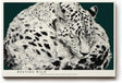 Paul Sinus Wandbild 120x80cm Leopard schlafend schwarz weiss moderne Tierillustration grosses Tier Kunstbild stilvolle Wanddekoration fuer Wohnzimmer Büro