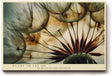 Paul Sinus Wandbild 120x80cm Loewenzahn Makrofotografie Samen Natur Kunstmotiv mit sanften Farben stilvolle Wanddekoration fuer Wohnzimmer Flur