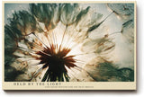 Paul Sinus Wandbild 120x80cm Loewenzahn Samen Makro Naturfotografie modern gruen gold Kunstdruck grosses Natur Kunstbild elegante Wanddekoration fuer Wohnzimmer Büro