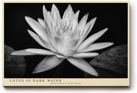 Paul Sinus Wandbild 120x80cm Lotusblüte schwarz weiß Fotokunst minimalistische Blume elegantes Naturmotiv stilvolle Wanddekoration für Wohnzimmer Schlafzimmer Spa Büro