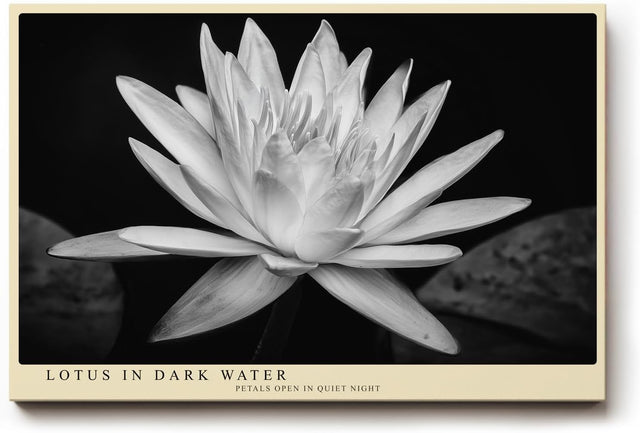 Paul Sinus Wandbild 120x80cm Lotusblüte schwarz weiß Fotokunst minimalistische Blume elegantes Naturmotiv stilvolle Wanddekoration für Wohnzimmer Schlafzimmer Spa Büro