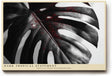 Paul Sinus Wandbild 120x80cm Monstera Blatt Schwarz Weiss Fotokunst tropische Pflanzen Makroaufnahme modernes Natur Kunstbild für Wohnzimmer Büro