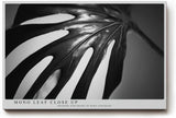 Paul Sinus Wandbild 120x80cm Monstera Blatt schwarz weiß Makro Pflanzenstruktur minimalistische Naturfotografie moderne botanische