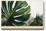 Paul Sinus Wandbild 120x80cm Monstera in Morning Light Tropische Pflanzen Kunst mit Monstera Blatt Moderne Natur Wanddekoration