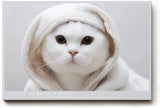 Paul Sinus Wandbild 120x80cm Niedliche weisse Katze mit Kapuze modernes Tierportraet