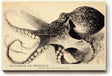 Paul Sinus Wandbild 120x80cm Oktopus Illustration Vintage Meereskunst Schwarz Weiss fuer Wohnzimmer Büro und maritime Einrichtung