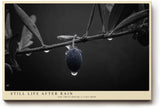 Paul Sinus Wandbild 120x80cm Olive Zweig Stillleben Schwarz Weiss Naturfotografie elegantes Kunstposter minimalistische Wanddekoration fuer Wohnzimmer Kueche Esszimmer Büro